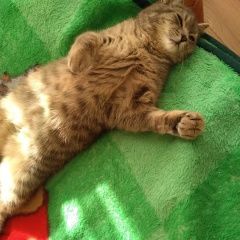 Подробнее об объявлении «Пропала кошка Лабинск» Фото: пропала кошка  «Пропала кошка Лабинск» в г. Лабинск