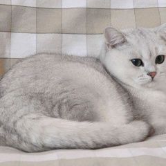 Картинка пропала кошка В городе Хабаровск исчез котенька. Хабаровск