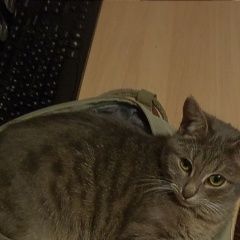 Подробнее об объявлении «Кимры Пропала кошка» Фото: пропала кошка  «Кимры Пропала кошка» в г. Кимры