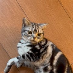 Подробнее об объявлении «Пропала кошка в жуковке еврейский культурный центр Жуковка» Фото: пропала кошка Американская короткошерстная «Пропала кошка в жуковке еврейский культурный...» в г. Жуковка