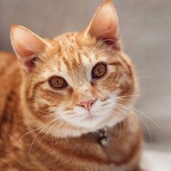 Картинка пропала кошка В городе Раменское потерян кот. Раменское