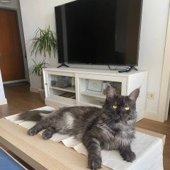 Картинка пропала кошка В городе Мытищи потерян котик. Мытищи