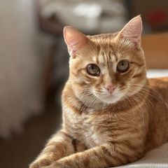 Подробнее об объявлении «Пропал кот рыжий кот Крымск» Фото: пропала кошка  «Пропал кот рыжий кот Крымск» в г. Крымск