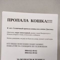Подробнее об объявлении «Пропала кошка шоколадного цвета с жёлтыми глазами Вышний Волочек» Фото: пропала кошка Британская короткошерстная кошка «Пропала кошка шоколадного цвета с жёлтыми...» в г. Вышний Волочек