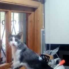 Подробнее об объявлении «Петрозаводск Пропал кот. серый с белым. на спине белое пятно» Фото: пропала кошка  «Петрозаводск Пропал кот. серый с белым. на...» в г. Петрозаводск