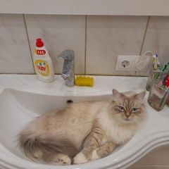 Подробнее об объявлении «Пропала кошка Кирово-Чепецк» Фото: пропала кошка Невская маскарадная «Пропала кошка Кирово-Чепецк» в г. Кирово-Чепецк