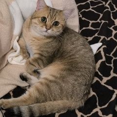 Подробнее об объявлении «Пропал кот федор Каневская» Фото: пропала кошка Скоттиш страйт (шотландская прямоухая) «Пропал кот федор Каневская» в г. Каневская