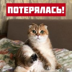 Подробнее об объявлении «Пропала кошка Лосино-Петровский» Фото: пропала кошка Скоттиш фолд (шотландская вислоухая) «Пропала кошка Лосино-Петровский» в г. Лосино-Петровский