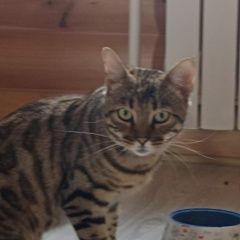 Подробнее об объявлении «Серебряные Пруды Пропал кот бенгал» Фото: пропала кошка Бенгальская кошка «Серебряные Пруды Пропал кот бенгал» в г. Серебряные Пруды