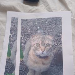 Подробнее об объявлении «Пропала кошка кошечка Макеевка» Фото: пропала кошка  «Пропала кошка кошечка Макеевка» в г. Макеевка