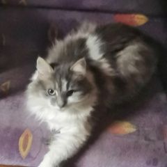 Подробнее об объявлении «Голицыно (Московская обл.) Пропала кошка зовут буся» Фото: пропала кошка  «Голицыно (Московская обл.) Пропала кошка зовут...» в г. Голицыно (Московская обл.)