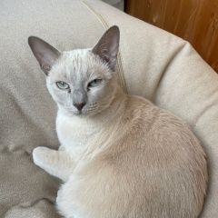 Подробнее об объявлении «Пропала кошка Москва» Фото: пропала кошка Тонкинская кошка «Пропала кошка Москва» в г. Москва