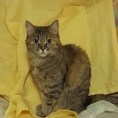 Подробнее об объявлении «Северодвинск Пропала кошка» Фото: пропала кошка  «Северодвинск Пропала кошка» в г. Северодвинск