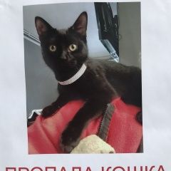 Подробнее об объявлении «Пропала кошка чёрная подросток в ошейнике Москва» Фото: пропала кошка  «Пропала кошка чёрная подросток в ошейнике Москва» в г. Москва