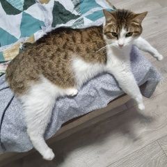 Подробнее об объявлении «Мытищи Пропал кот белый с пятнами» Фото: пропала кошка  «Мытищи Пропал кот белый с пятнами» в г. Мытищи