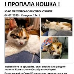 Подробнее об объявлении «Пропала кошка Москва» Фото: пропала кошка  «Пропала кошка Москва» в г. Москва