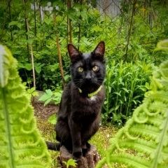 Подробнее об объявлении «Мытищи Пропал кот. плюша.» Фото: пропала кошка  «Мытищи Пропал кот. плюша.» в г. Мытищи