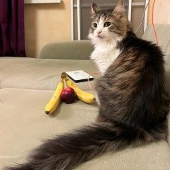 Подробнее об объявлении «Одинцово Пропал кот мурманск» Фото: пропала кошка  «Одинцово Пропал кот мурманск» в г. Одинцово