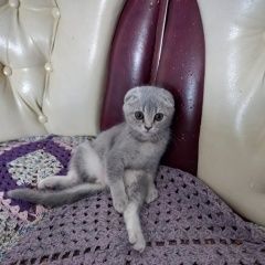 Подробнее об объявлении «Керчь Пропала кошка молодая серая кошечка» Фото: пропала кошка Британская короткошерстная кошка «Керчь Пропала кошка молодая серая кошечка» в г. Керчь