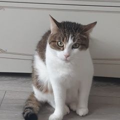 Подробнее об объявлении «Пропал кот антоха Москва» Фото: пропала кошка  «Пропал кот антоха Москва» в г. Москва