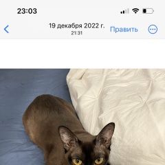 Подробнее об объявлении «Мытищи Пропала кошка вознаграждение 10000р» Фото: пропала кошка  «Мытищи Пропала кошка вознаграждение 10000р» в г. Мытищи