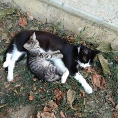 Подробнее об объявлении «Пропала кошка Ставрополь» Фото: пропала кошка  «Пропала кошка Ставрополь» в г. Ставрополь