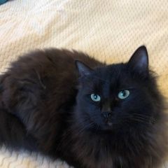 Подробнее об объявлении «Пропал кот : черный кот, моршанская ул Москва» Фото: пропала кошка  «Пропал кот : черный кот, моршанская ул Москва» в г. Москва