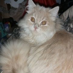 Подробнее об объявлении «Пропал котик-розовый перс-полукровка Москва» Фото: пропала кошка Персидская кошка «Пропал котик-розовый перс-полукровка Москва» в г. Москва