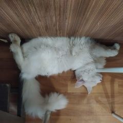 Подробнее об объявлении «Пропал кот белый кот, студеный проезд 28 Москва» Фото: пропала кошка Мейн-кун «Пропал кот белый кот, студеный проезд 28 Москва» в г. Москва