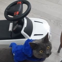 Подробнее об объявлении «Пропал кот пепельного окраса Ставрополь» Фото: пропала кошка  «Пропал кот пепельного окраса Ставрополь» в г. Ставрополь