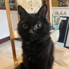 Подробнее об объявлении «Пропал кот кокос. Москва» Фото: пропала кошка  «Пропал кот кокос. Москва» в г. Москва