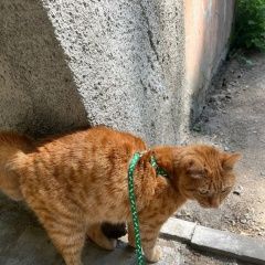 Подробнее об объявлении «Пропал кот в мкрн михайловка, крылова, 32 Караганда» Фото: пропала кошка  «Пропал кот в мкрн михайловка, крылова, 32...» в г. Караганда