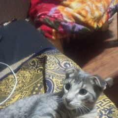 Подробнее об объявлении «Пропал котёнок мальчик 4 месяца Москва» Фото: пропала кошка  «Пропал котёнок мальчик 4 месяца Москва» в г. Москва