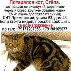 Картинка пропала кошка В городе Тольятти потерялся котишка. Тольятти