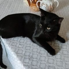 Подробнее об объявлении «Пропала кошка кличка няша Москва» Фото: пропала кошка  «Пропала кошка кличка няша Москва» в г. Москва