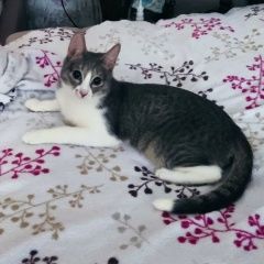 Подробнее об объявлении «Пропала кошка Нижний Новгород» Фото: пропала кошка  «Пропала кошка Нижний Новгород» в г. Нижний Новгород