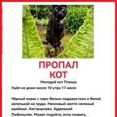 Подробнее об объявлении «Мытищи Пропал кот чёрный кот» Фото: пропала кошка  «Мытищи Пропал кот чёрный кот» в г. Мытищи