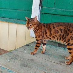 Подробнее об объявлении «Данилов Пропала кошка» Фото: пропала кошка Бенгальская кошка «Данилов Пропала кошка» в г. Данилов