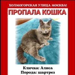 Подробнее об объявлении «Пропала кошка пожалуйста, помогите найти Москва» Фото: пропала кошка  «Пропала кошка пожалуйста, помогите найти Москва» в г. Москва