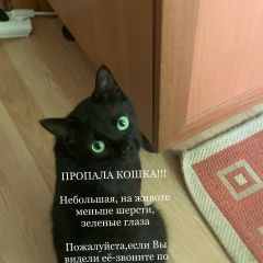 Подробнее об объявлении «Мытищи Пропала кошка юбилейная 40» Фото: пропала кошка  «Мытищи Пропала кошка юбилейная 40» в г. Мытищи