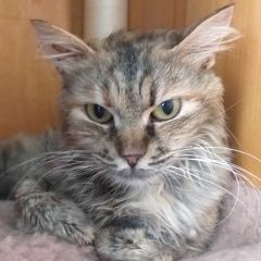 Подробнее об объявлении «Пропала кошка проезд шокальского 25 Москва» Фото: пропала кошка  «Пропала кошка проезд шокальского 25 Москва» в г. Москва