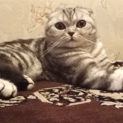 Подробнее об объявлении «Пропала кошка шотландка вислоухая Бугульма» Фото: пропала кошка Скоттиш фолд (шотландская вислоухая) «Пропала кошка шотландка вислоухая Бугульма» в г. Бугульма