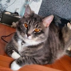 Подробнее об объявлении «Пропал кот выпал из окна на б-р. медиков 18, ут Междуреченск» Фото: пропала кошка Британская длинношерстная кошка «Пропал кот выпал из окна на б-р. медиков 18, ут...» в г. Междуреченск