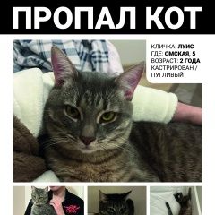 Подробнее об объявлении «Пропал кот по адресу: пос внуковское, ул омская, 5 Москва» Фото: пропала кошка  «Пропал кот по адресу: пос внуковское, ул...» в г. Москва