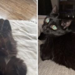 Подробнее об объявлении «Пропала кошка чёрная Москва» Фото: пропала кошка  «Пропала кошка чёрная Москва» в г. Москва