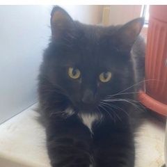 Картинка пропала кошка В городе Оренбург потерялся котейка. Оренбург