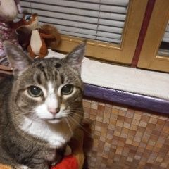 Подробнее об объявлении «Пропала кошка Москва» Фото: пропала кошка  «Пропала кошка Москва» в г. Москва