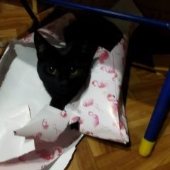 Подробнее об объявлении «Пропала кошка выпрыгнул из окна, возможно травмирована Верхняя Пышма» Фото: пропала кошка  «Пропала кошка выпрыгнул из окна, возможно...» в г. Верхняя Пышма