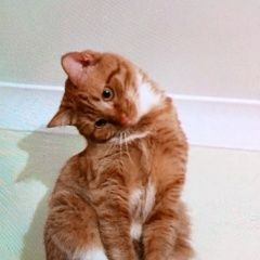 Подробнее об объявлении «Пропал котик в западном дегунино Москва» Фото: пропала кошка  «Пропал котик в западном дегунино Москва» в г. Москва