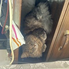 Подробнее об объявлении «Пропал кот Москва» Фото: пропала кошка  «Пропал кот Москва» в г. Москва